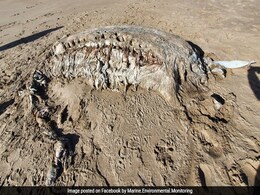 समुद्र से निकला 23 फुट वाला रहस्यमयी जीव, मुंह में हाथी की तरह हैं बड़े-बड़े दांत, वायरल हो रही Photos समुद्र से निकला 23 फुट वाला रहस्यमयी जीव, मुंह में हाथी की तरह हैं बड़े-बड़े दांत, वायरल हो रही Photos