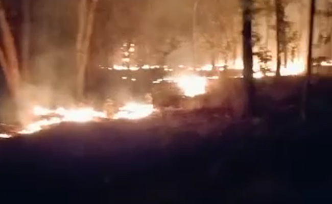 2 Days On, Fire Rages At Madhya Pradesh's Bandhavgarh Tiger Reserve