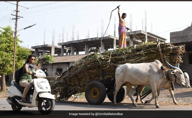 सड़क पर बैलगाड़ी से लेकर स्कूटी चलाती दिखी महिला, तो उर्मिला मातोंडकर बोलीं- वह भीड़ का पीछा नहीं करती...