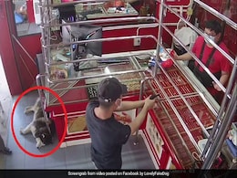 Guard Dog Sleeps Peacefully Through Robbery Training Drill In Hilarious Video Guard Dog Sleeps Peacefully Through Robbery Training Drill In Hilarious Video