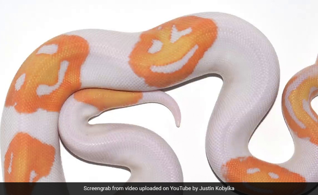 Snake With Smiley Face Emojis On Its Back Sells For $6,000