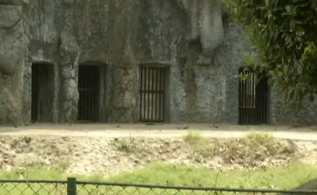 Man Attacked By Lion After Entering Kolkata Zoo Enclosure, Badly Injured