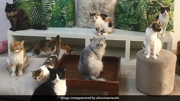 Dubai's First Cat Cafe Doubles Up As An Adoption Centre (See Pics)