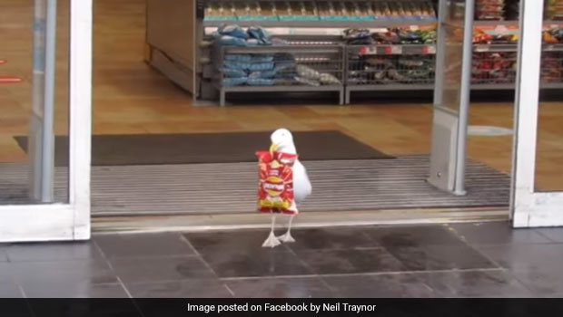 Funny Video Of Seagull Shoplifting Chips Will Leave You Shocked