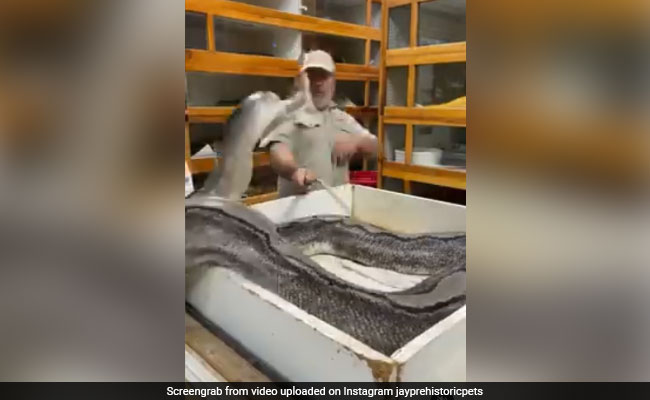 Huge Snake Attacks Zookeeper In Shocking Video