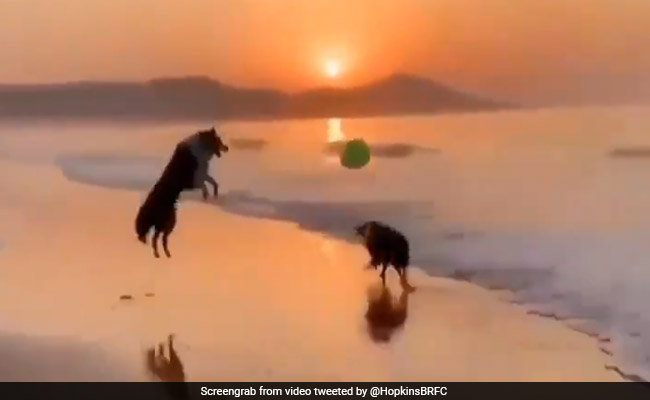 Guinness World Records Recognises A 22-Year-Old Dog As The Oldest In The World