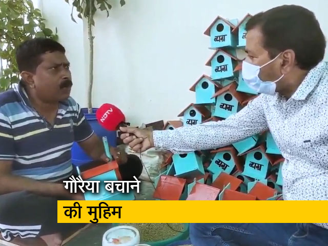 गौरैया दिवस विशेष : कहां तक पहुंची गौरैया संरक्षण मुहिम?