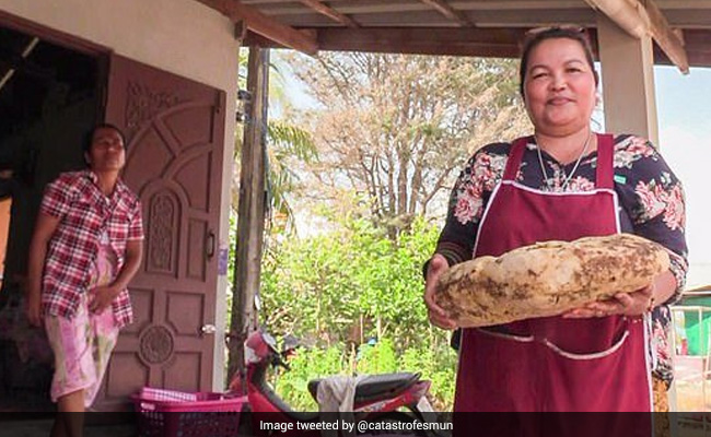 Woman Finds Whale Vomit Worth Crores While Walking On Beach
