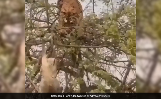 बाघ पेड़ पर चढ़कर करने चला बंदर का शिकार, तभी बंदर ने दिखाई ऐसी चालाकी, जमीन पर धड़ाम से गिरा बाघ - देखें Video