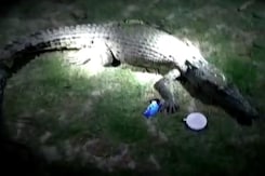 रिहायशी इलाके में घुसा मगरमच्छ, दहशत में आए लोग रिहायशी इलाके में घुसा मगरमच्छ, दहशत में आए लोग