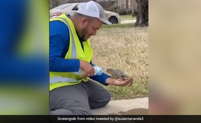 गिलहरी को लगी थी प्यास, शख्स ने हाथ पर बैठाकर बोतल से ऐसे पिलाया पानी, वीडियो ने जीता लोगों का दिल - देखें Video