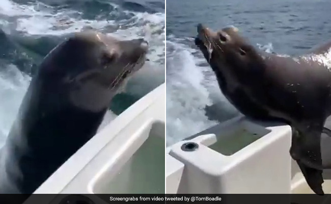 Close To 10 Million Views For Man's Unexpected Encounter With Sea Lion
