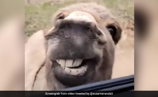 खुश हुआ ऊंट, तो दांत निकालकर जोर से लगा हंसने, लोग बोले- ‘वाह, क्या स्माइल है’ - देखें Video