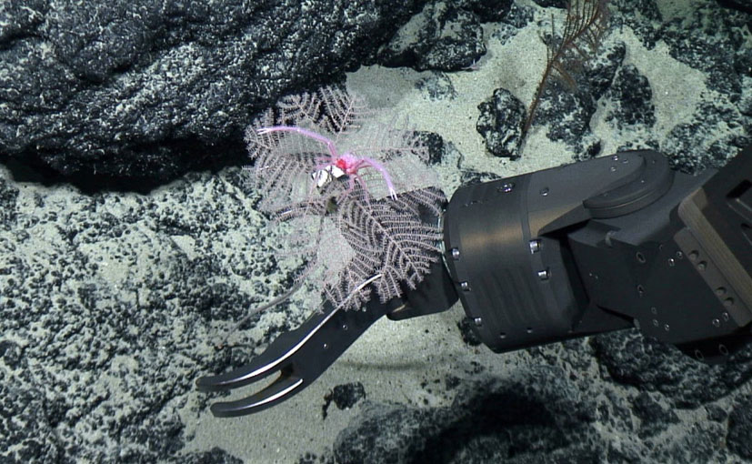 Google, BMW, Volvo & Samsung SDI Sign Up To WWF Call For Temporary Ban On Deep-Sea Mining