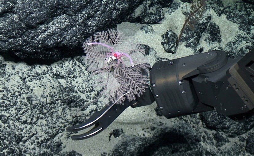 Google, BMW, Volvo & Samsung SDI Sign Up To WWF Call For Temporary Ban On Deep-Sea Mining Google, BMW, Volvo & Samsung SDI Sign Up To WWF Call For Temporary Ban On Deep-Sea Mining