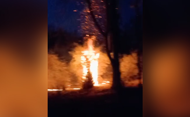 Burning Of Mahua Tree Leaves May Have Led To Bandhavgarh Tiger Reserve Fire: Madhya Pradesh Minister