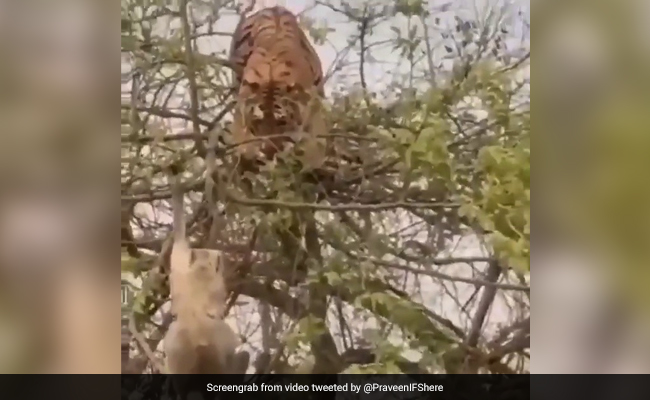 A Monkey's Shrewdness vs A Tiger's Confidence. Watch Who Won