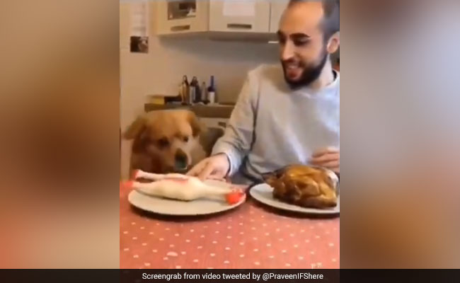 चिकन खा रहे शख्स ने कुत्ते के सामने रख दी नकली मुर्गी, देख कुत्ते ने गुस्से में बाहर निकाले दांत और फिर... देखें Video