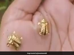 Viral Video:हवा में उड़ने वाले ‘गोल्डन कछुए’ देख हैरान हुए लोग, सोशल मीडिया पर वायरल हो रहा Video Viral Video:हवा में उड़ने वाले ‘गोल्डन कछुए’ देख हैरान हुए लोग, सोशल मीडिया पर वायरल हो रहा Video