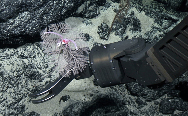 Google, BMW, Volvo Sign Call For Temporary Ban On Deep-Sea Mining