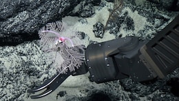 Deep Sea Mining Impacts Still Felt Forty Years On: Study