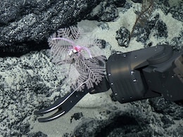 Deep Sea Mining Impacts Still Felt Forty Years On: Study