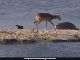 नदी में फंसा हिरण कर रहा था बाहर निकलने की कोशिश, अचानक दो मगरमच्छों ने कर दिया अटैक - देखें Video नदी में फंसा हिरण कर रहा था बाहर निकलने की कोशिश, अचानक दो मगरमच्छों ने कर दिया अटैक - देखें Video