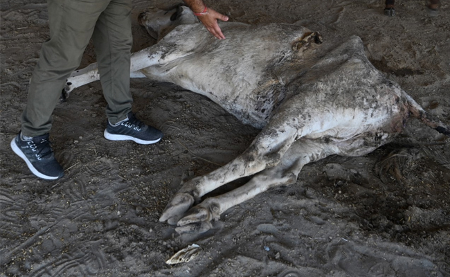 71 Kg Of Waste Found In Stomach Of Stray Faridabad Cow