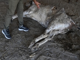 71 Kg Of Waste Found In Stomach Of Stray Faridabad Cow 71 Kg Of Waste Found In Stomach Of Stray Faridabad Cow