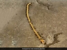सोने की चेन उठाकर ले जा रही थीं चींटियां, IPS बोला- सबसे छोटा गोल्ड स्मगलर, लोगों ने भी दिए मजेदार रिएक्शन - देखें Video सोने की चेन उठाकर ले जा रही थीं चींटियां, IPS बोला- सबसे छोटा गोल्ड स्मगलर, लोगों ने भी दिए मजेदार रिएक्शन - देखें Video