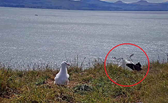 Faceplanting To Fame: Viral Video Catches Albatross In Awkward Landing
