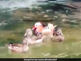 अरुणाचल प्रदेश में दिखीं ‘दुनिया की सबसे खूबसूरत बत्तख’, तो CM पेमा खांडू ने Video शेयर कर कही यह बात अरुणाचल प्रदेश में दिखीं ‘दुनिया की सबसे खूबसूरत बत्तख’, तो CM पेमा खांडू ने Video शेयर कर कही यह बात
