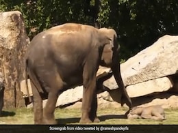 गहरी नींद में सो गया था हाथी का बच्चा, परेशान मां ने पहले की उसे जगाने की कोशिश, फिर किया कुछ ऐसा - देखें Video गहरी नींद में सो गया था हाथी का बच्चा, परेशान मां ने पहले की उसे जगाने की कोशिश, फिर किया कुछ ऐसा - देखें Video