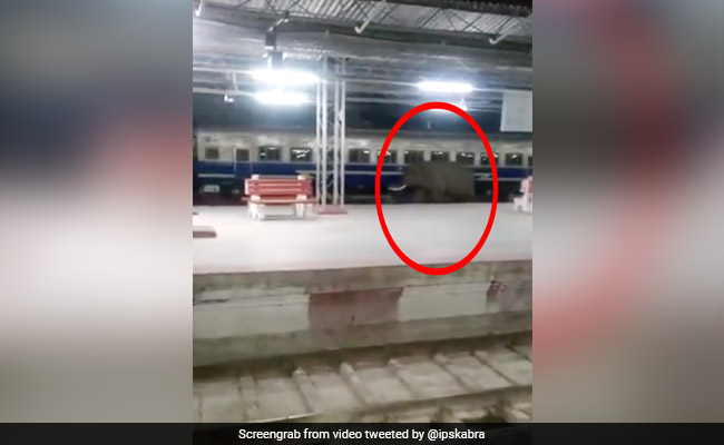 रेलवे स्टेशन पहुंच गया हाथी, पटरी पर ऐसे लगाई दौड़, IPS बोला- 'यात्रीगण कृपया ध्यान दें...' - देखें Video