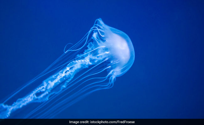 Australian Teen Dies After Box Jellyfish Sting