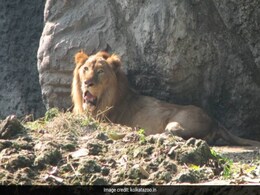 कोलकाता के अलीपुर जू में शेर ने बाड़े में घुसे शख्स पर किया हमला, हालत गंभीर कोलकाता के अलीपुर जू में शेर ने बाड़े में घुसे शख्स पर किया हमला, हालत गंभीर