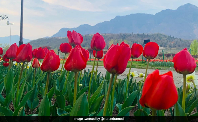 PM Modi Tweets Pics Of Jammu And Kashmir's ''Majestic Tulip Garden''
