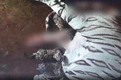 White Tigress Gives Birth to 3 Cubs at Nandankanan Zoological Park In Odisha White Tigress Gives Birth to 3 Cubs at Nandankanan Zoological Park In Odisha