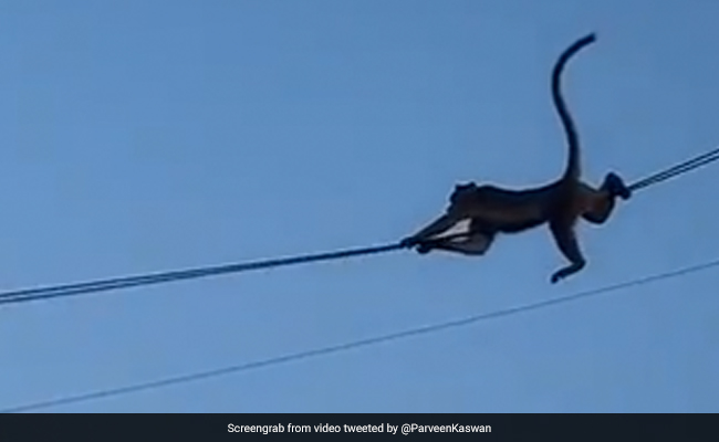 दूसरी बिल्डिंग पर जाने के लिए बंदरों ने किया हैरान कर देने वाला Stunt, रस्सी पर लटककर किया कुछ ऐसा - देखें Video