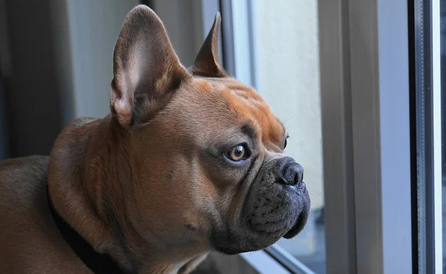 "Dognappings" On The Rise As Thieves Target French Bulldogs In US
