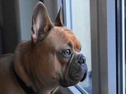 "Dognappings" On The Rise As Thieves Target French Bulldogs In US "Dognappings" On The Rise As Thieves Target French Bulldogs In US