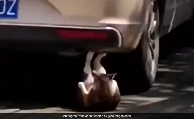 बिल्ली कर रही थी Six Pack Abs वाला वर्कआउट, देखकर हैरान हुए लोग, दिए मजेदार रिएक्शन - देखें Video