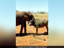 भैंस ने किया हाथी पर सींग से Attack, फिर जानवर ने सूंड से ऐसे किया पलटवार... देखें Viral Video भैंस ने किया हाथी पर सींग से Attack, फिर जानवर ने सूंड से ऐसे किया पलटवार... देखें Viral Video