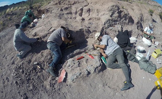 Fossils Of  Dinosaurs That Lived 140 Million Years Ago Found In Argentina