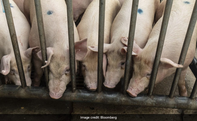 El Salvador Bans Pork Imports Over African Swine Fever Fears