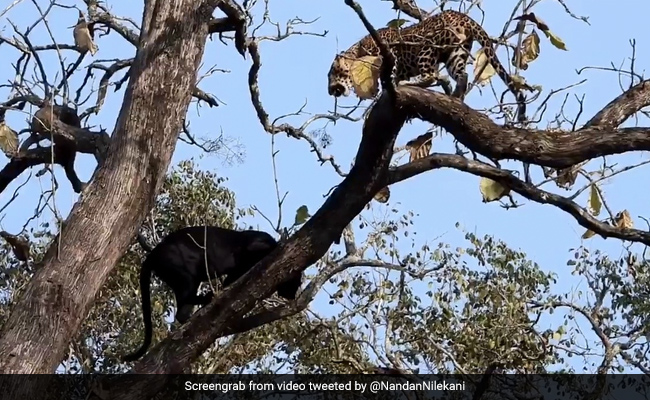 An "Epic Encounter" Between A Black Panther And Leopard In Kabini. Watch