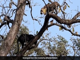 An "Epic Encounter" Between A Black Panther And Leopard In Kabini. Watch An "Epic Encounter" Between A Black Panther And Leopard In Kabini. Watch