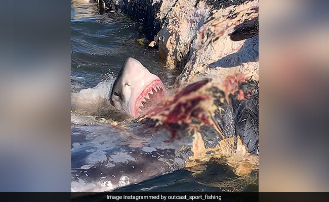 Fisherman Captures Incredible Footage Of Shark Devouring Whale Carcass