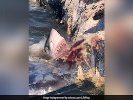 Fisherman Captures Incredible Footage Of Shark Devouring Whale Carcass Fisherman Captures Incredible Footage Of Shark Devouring Whale Carcass