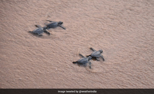 Watch: Over 350 Baby Turtles Released Into The Sea By Andhra Government